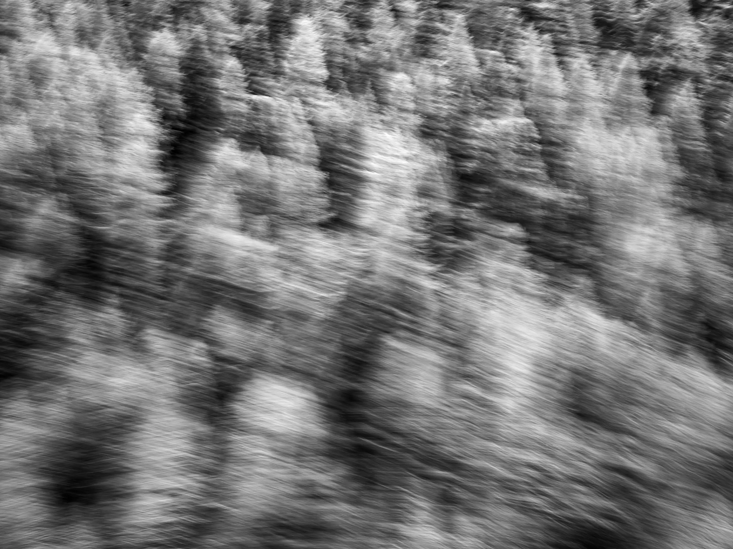 Nikkol Rot für eti Treuhand: Wald in Zermatt